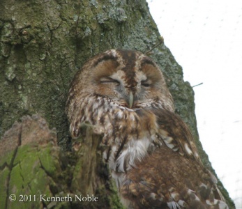tawny owl (Strix aluco) Kenneth Noble